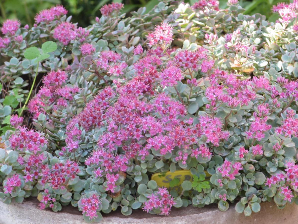 Apiflore Gareoult ภายนอก รูปภาพ